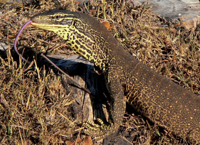 {short description of image}