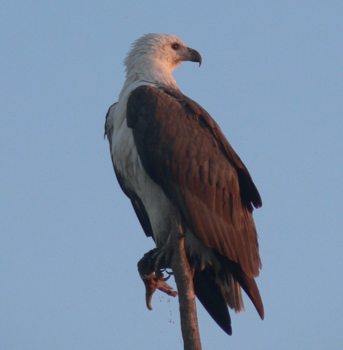 {short description of image}