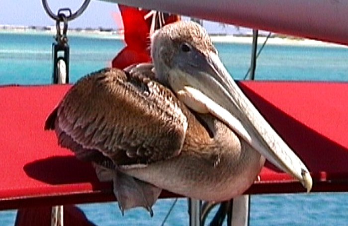 {short description of image}