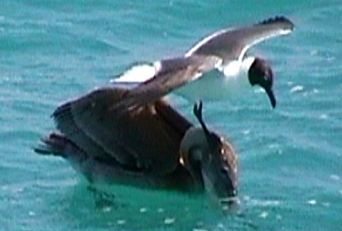 {short description of image}