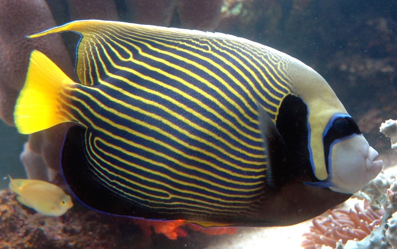 {short description of image}