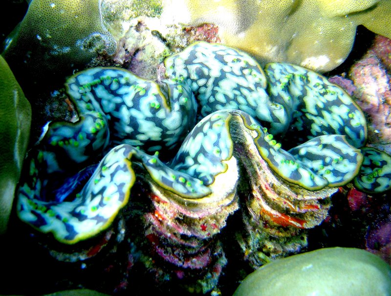 {short description of image}