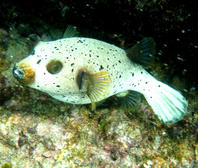 {short description of image}