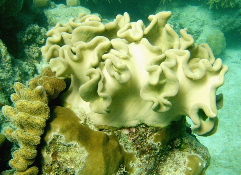 {short description of image}