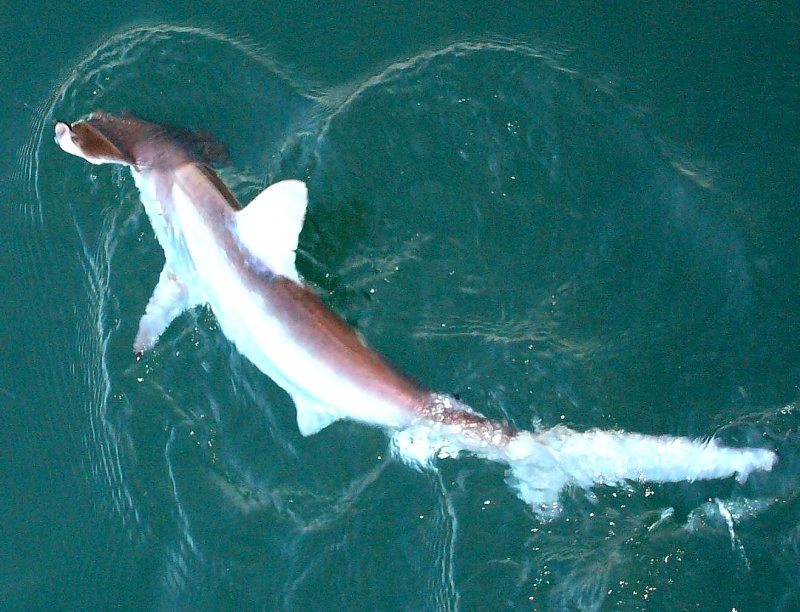 {short description of image}