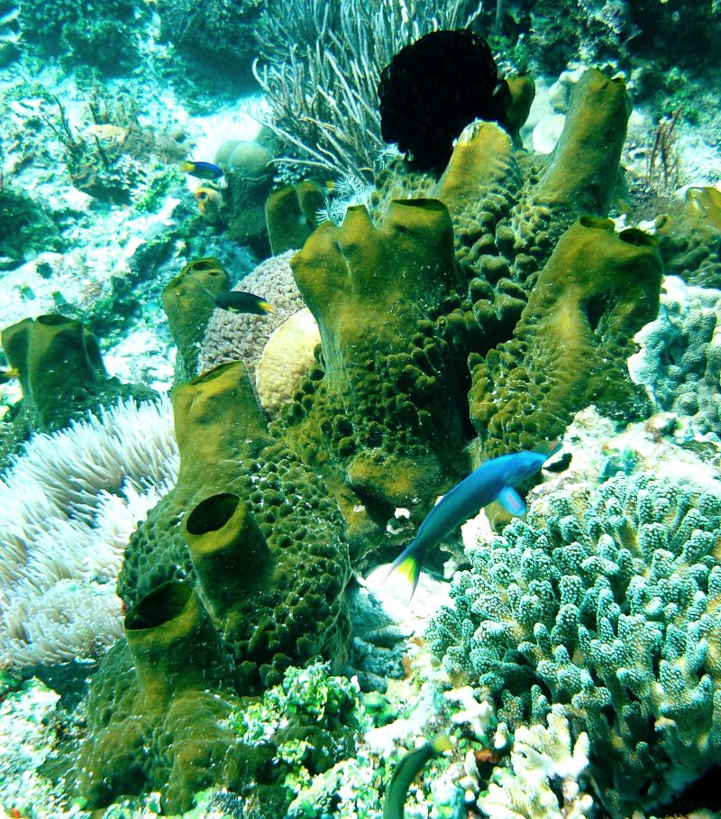 {short description of image}