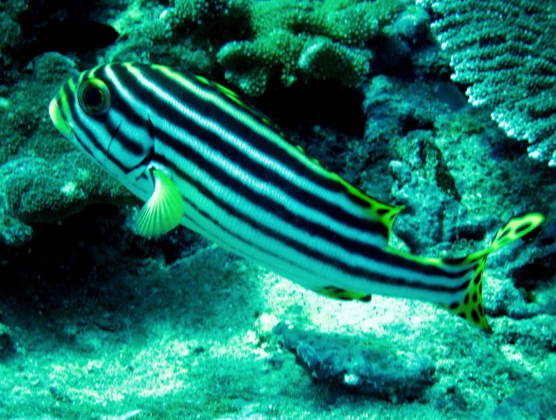 {short description of image}