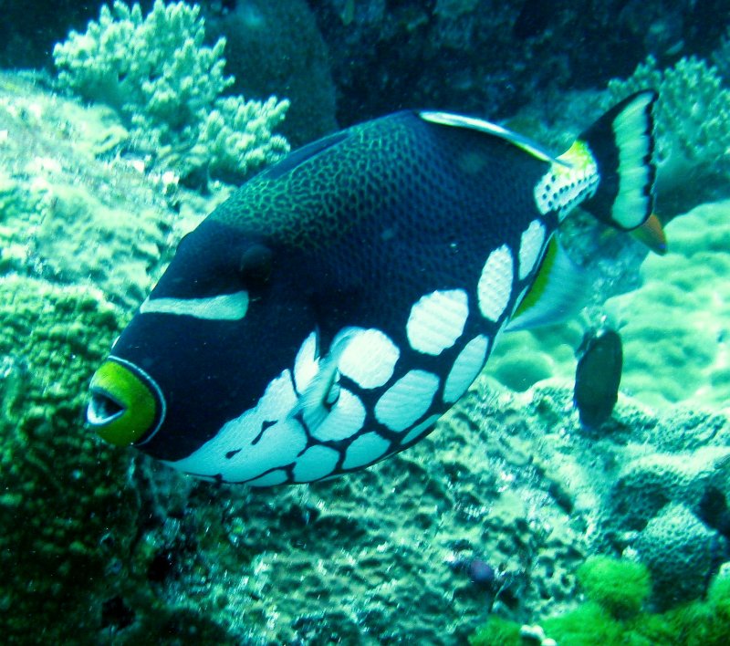 {short description of image}