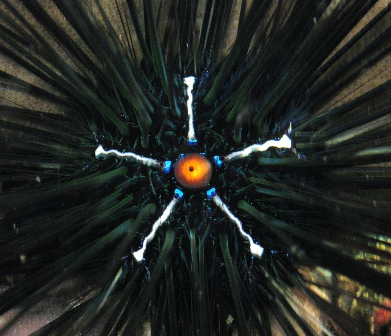 {short description of image}